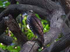 Accipiter tachiro tachiro