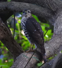 Accipiter tachiro tachiro