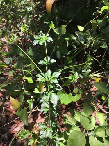 Sanicula canadensis image