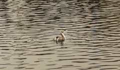 Podiceps cristatus