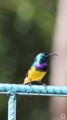 Cinnyris venustus