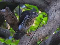 Accipiter tachiro tachiro