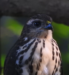 Accipiter tachiro tachiro