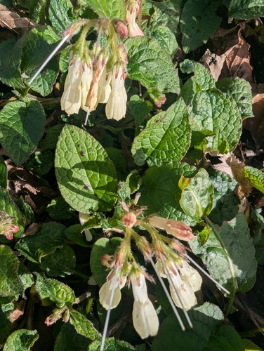 Creeping comfrey (Symphytum grandiflorum)