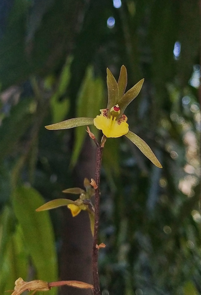 Tainia bicornis