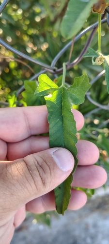 Convolvulus crenatifolius, photograph 6