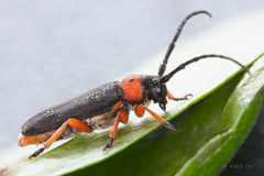 Phytoecia affinis