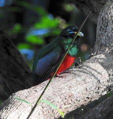 Apaloderma narina narina