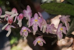 Aerides ringens