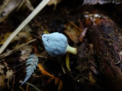 Clavogaster virescens