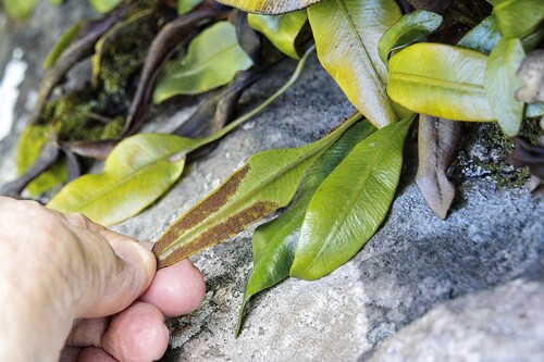 Elaphoglossum latifolium observed 2026-03-09