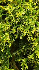 Thesium commutatum