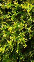 Thesium commutatum