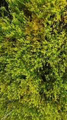 Thesium commutatum