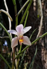 Papilionanthe subulata