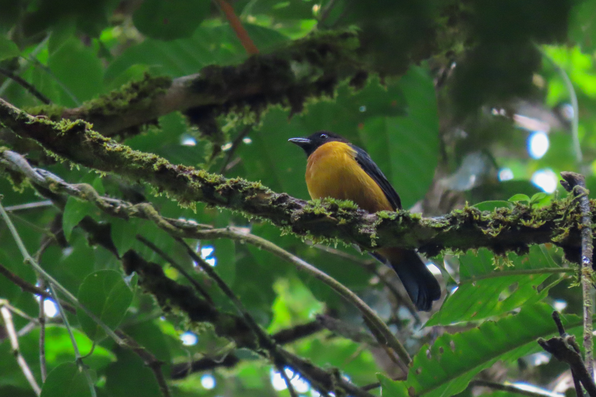 Fulvous Shrike-Tanager (Lanio fulvus), photo 10