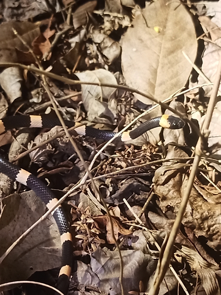 Snail-eating Thirst Snake