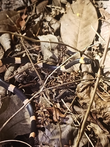 Snail-eating Thirst Snake
