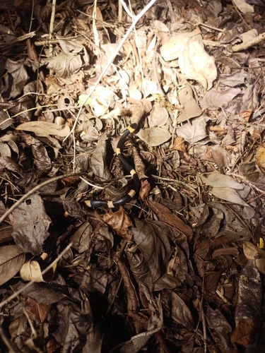 Snail-eating Thirst Snake