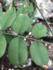 Styphnolobium affine