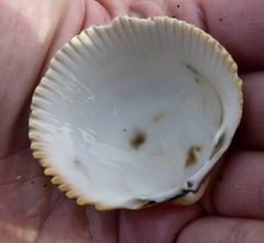 Dallocardia quadragenaria