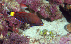 Pseudodax moluccanus
