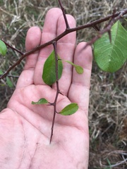 Sideroxylon reclinatum