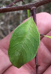 Sideroxylon reclinatum