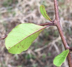 Sideroxylon reclinatum