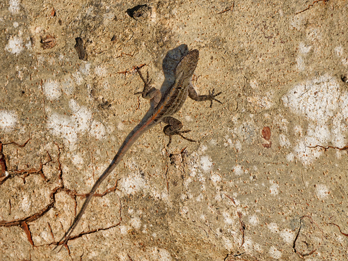 Brown Anole
