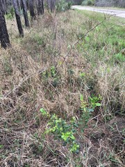 Sideroxylon reclinatum