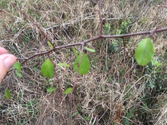 Sideroxylon reclinatum