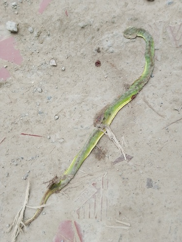 White-lipped Pit Viper
