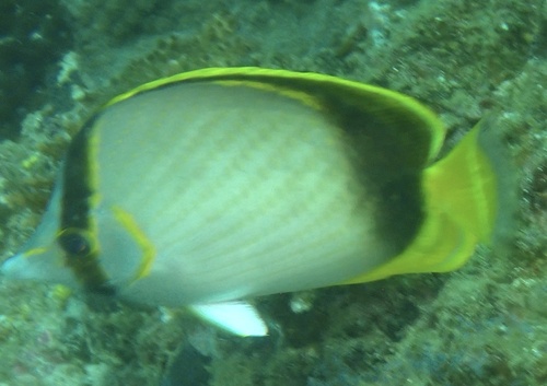 Chaetodon gardineri observed 2026-02-12