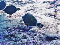 Cantherhines fronticinctus