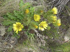 Berkheya carlinoides