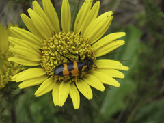 Berkheya carlinoides
