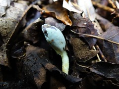 Clavogaster virescens