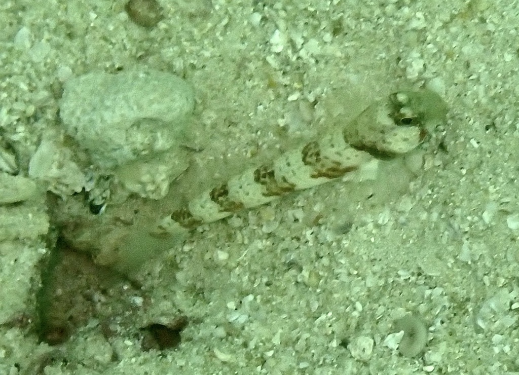 Broad-banded Shrimp-goby