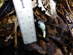 Clavogaster virescens