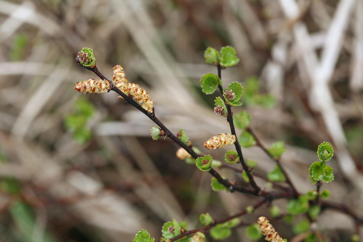 Betula nana