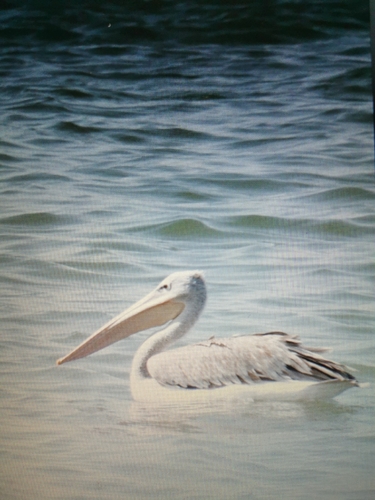 iNaturalist: (c) ame_hst, some rights reserved (CC BY-NC) iNaturalist image