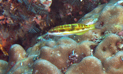 Thalassoma quinquevittatum