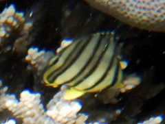 Chaetodon octofasciatus