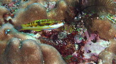 Thalassoma quinquevittatum