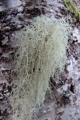 Usnea cornuta