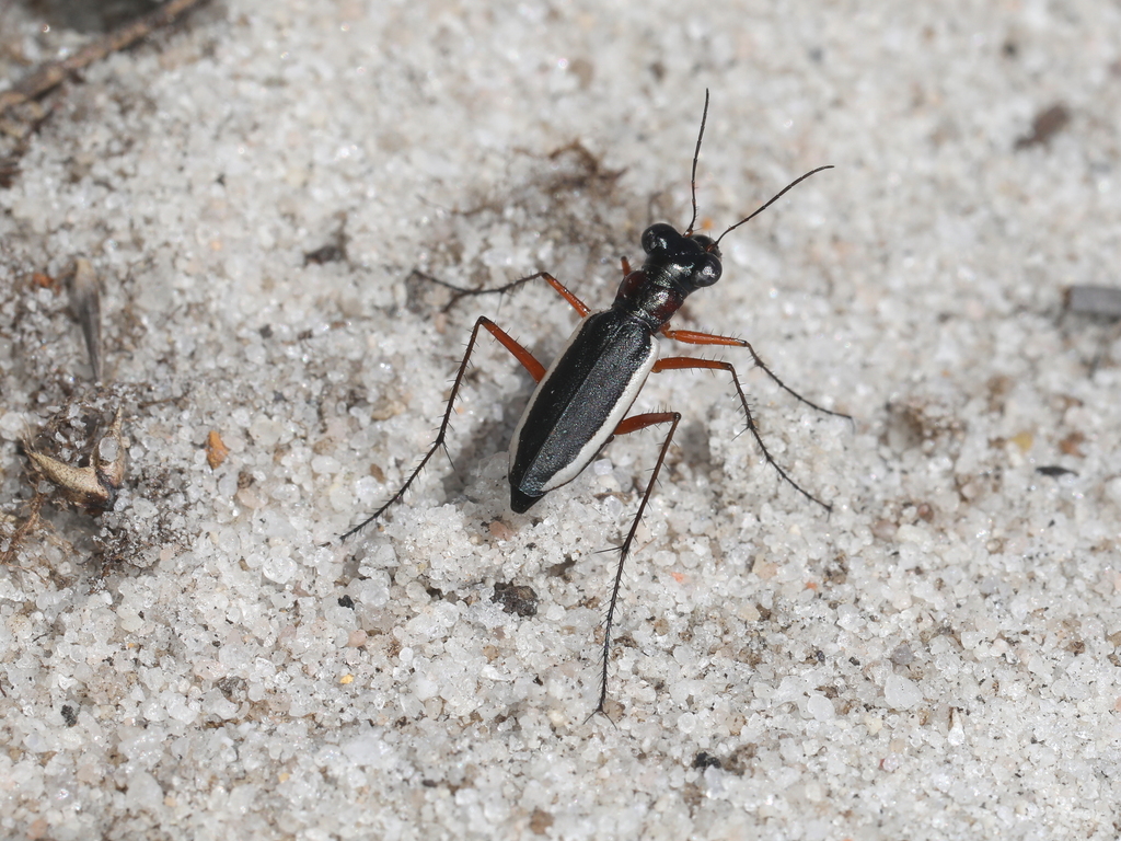 Nickerlea sloanei