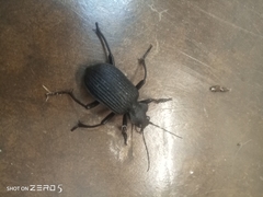 Calosoma planicolle