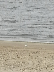 Chroicocephalus ridibundus