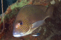 Plectorhinchinae